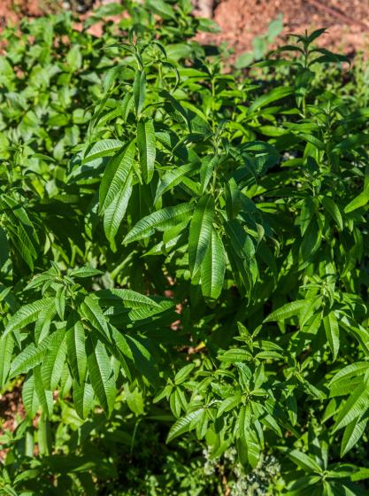  Aloysia citradora