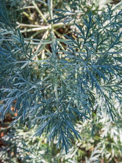 Artemisia ‘povis castle’