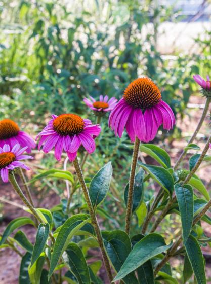 Echinacea purpurea