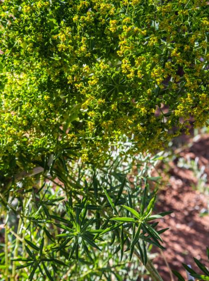  Euphorbia ceratocarpa