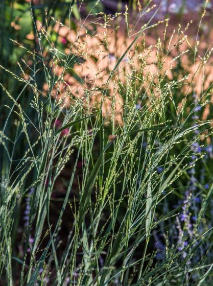 Πάνικουμ - Panicum virgatum