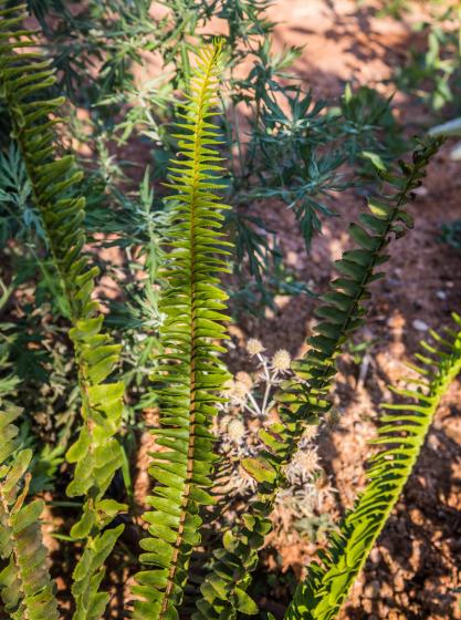 Πτερίδειον το αέτειον – Pteridium aquilinum