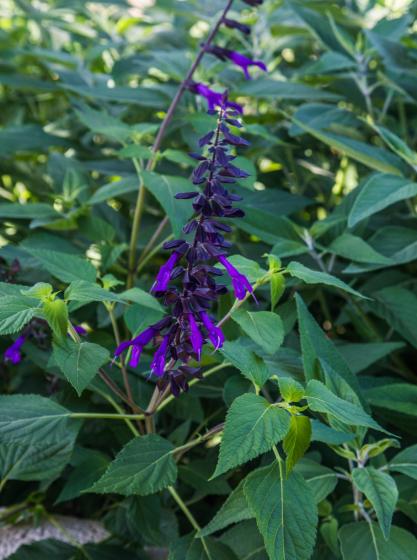 Σάλβια ‘black and bloom’ - Salvia ‘black and bloom’