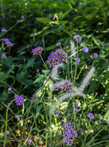 Verbena bonariensis