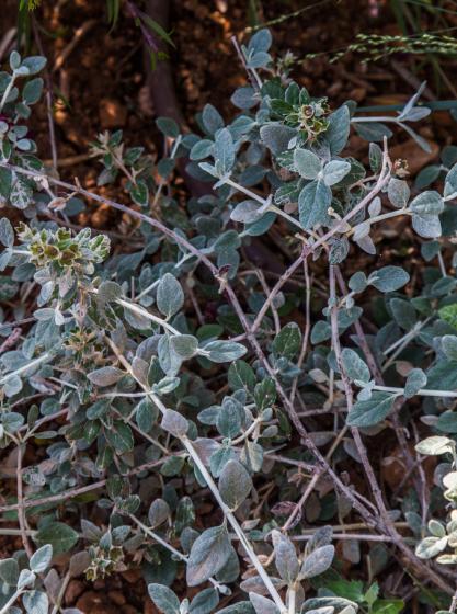 Τεύκτρο - Teucrium fruticans