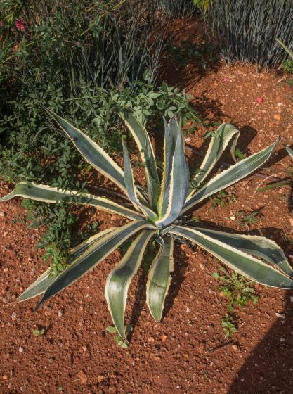  Agave americana ‘variegata’