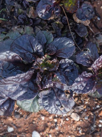 Ajuga reptans