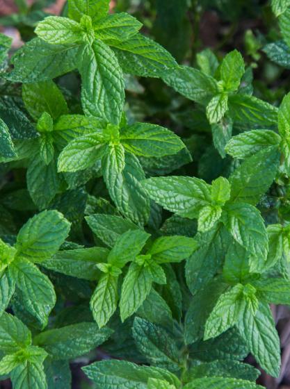  Mentha spicata