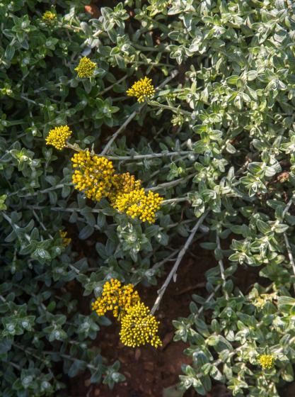  Helichrysum petiolare