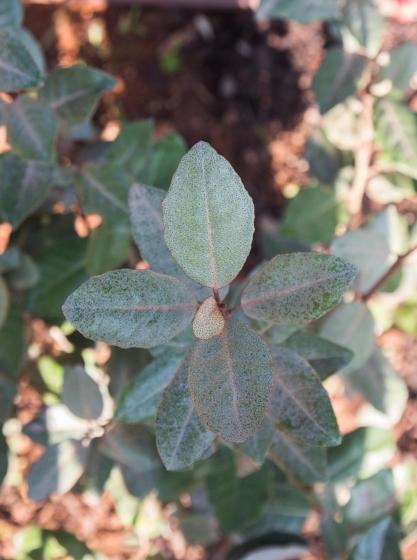 Elaeagnus ebbingei  