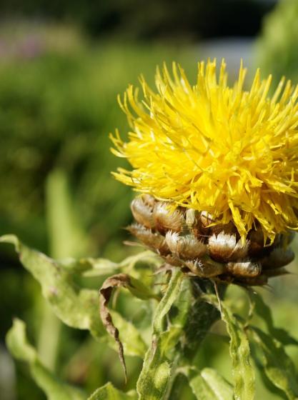 Κενταύρεια – Centaurea macrocephala