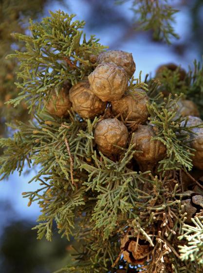 Κυπάρισσος η αειθαλής - Cupressus sempervirens 