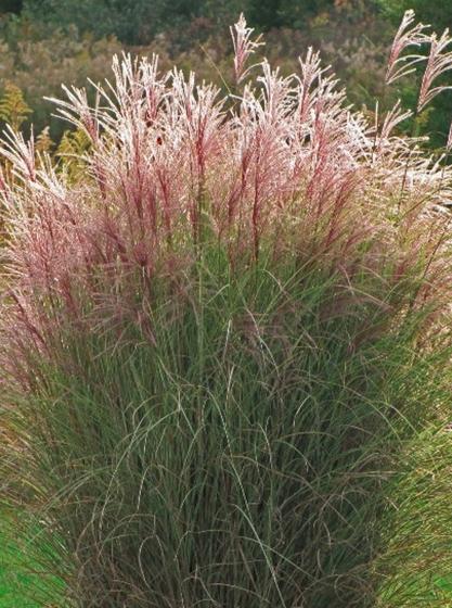 Μίσχανθος - Miscanthus sinensis 'Morning Light' 