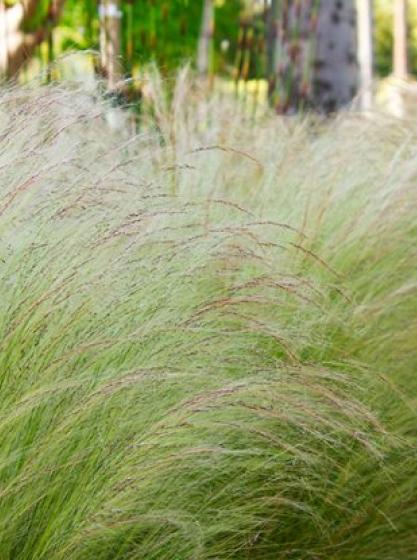 Στίπα – Stipa tenuissima